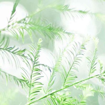 一盒药“卖”两回、大枣变暴利神器 国家医保局公布四起药店骗保典型案例